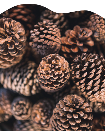 Pine cones